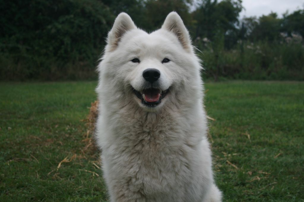 Tsookie (Sans Affixe)