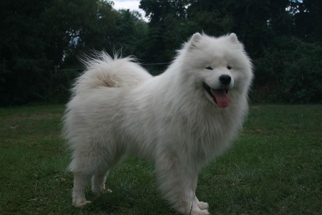 Ultime oslo du domaine d'Ushuaia