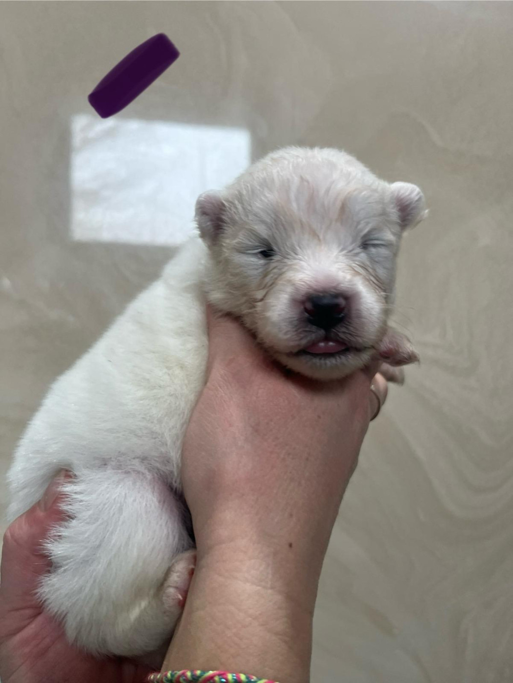 De La Forêt Des Rêves - Chiots disponibles - Samoyède