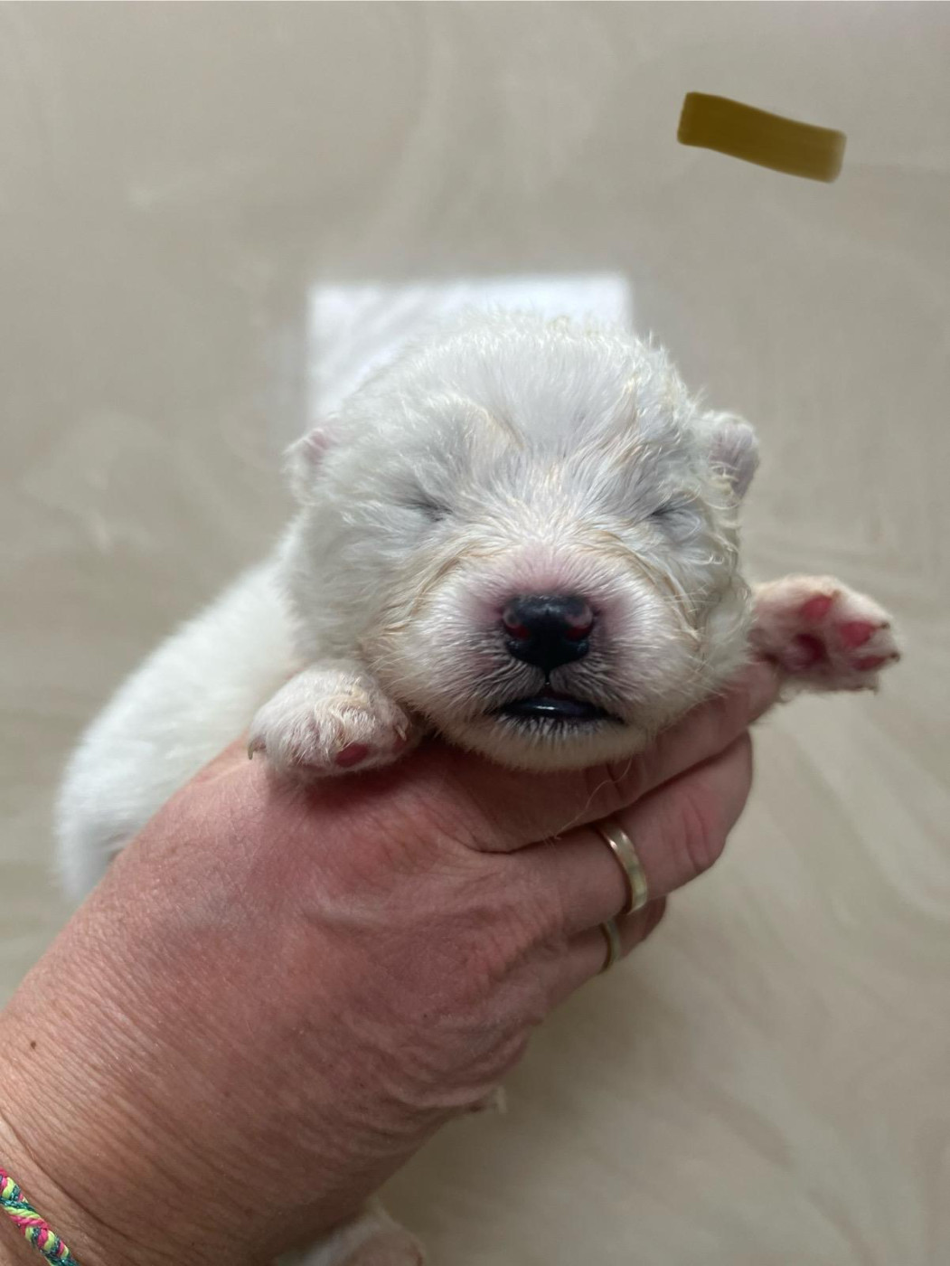 De La Forêt Des Rêves - Chiots disponibles - Samoyède