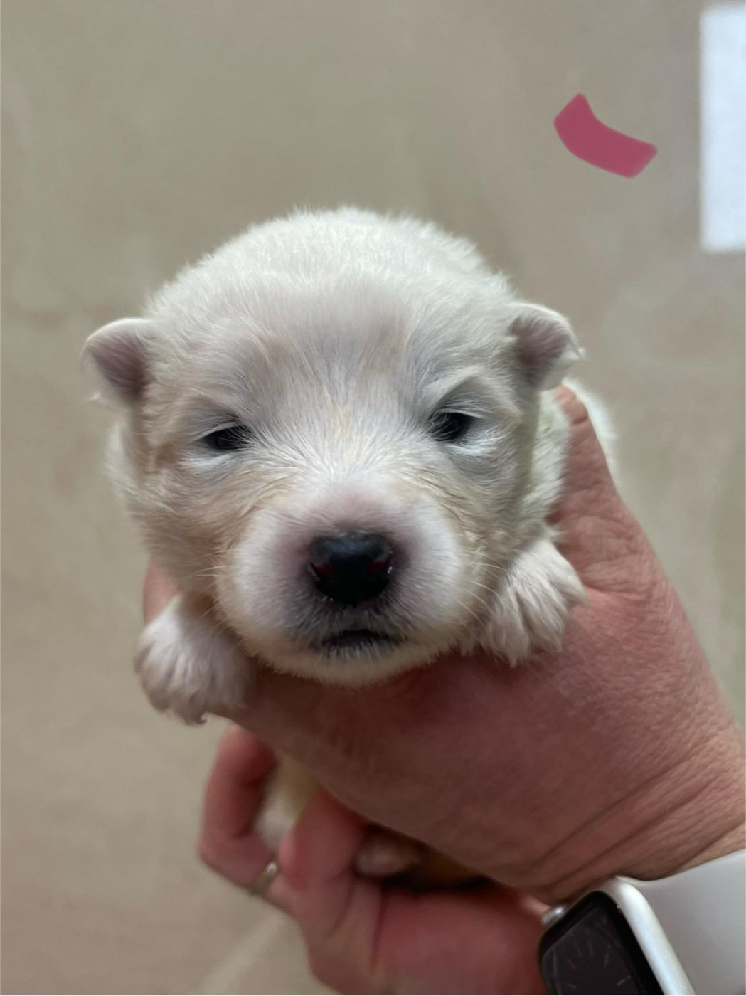 De La Forêt Des Rêves - Chiots disponibles - Samoyède