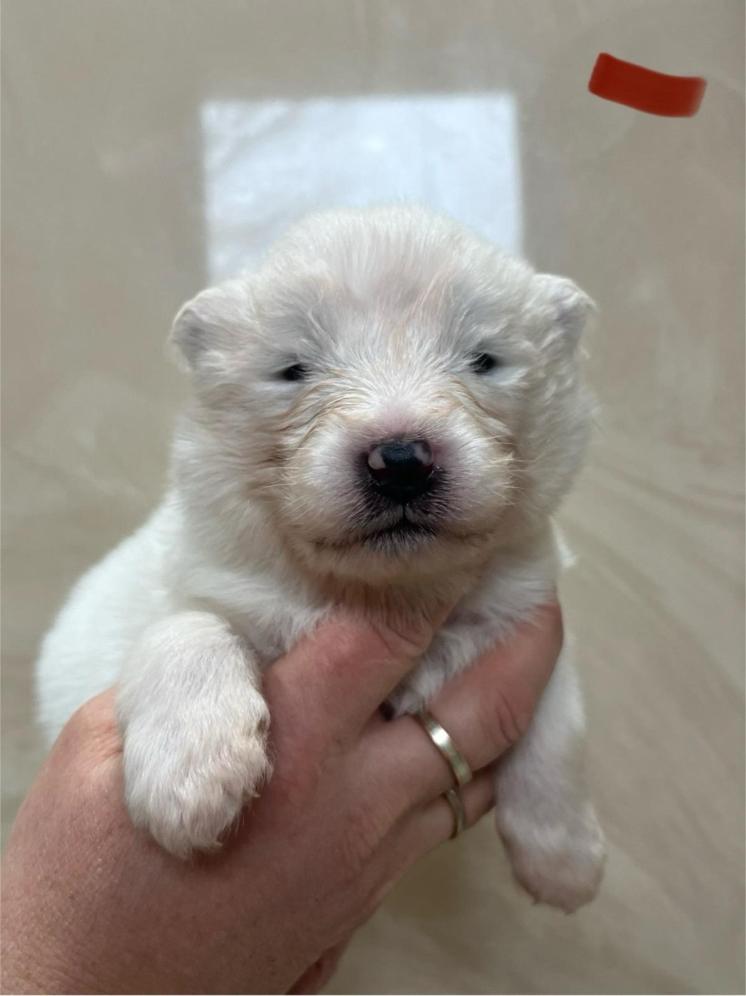 De La Forêt Des Rêves - Chiots disponibles - Samoyède