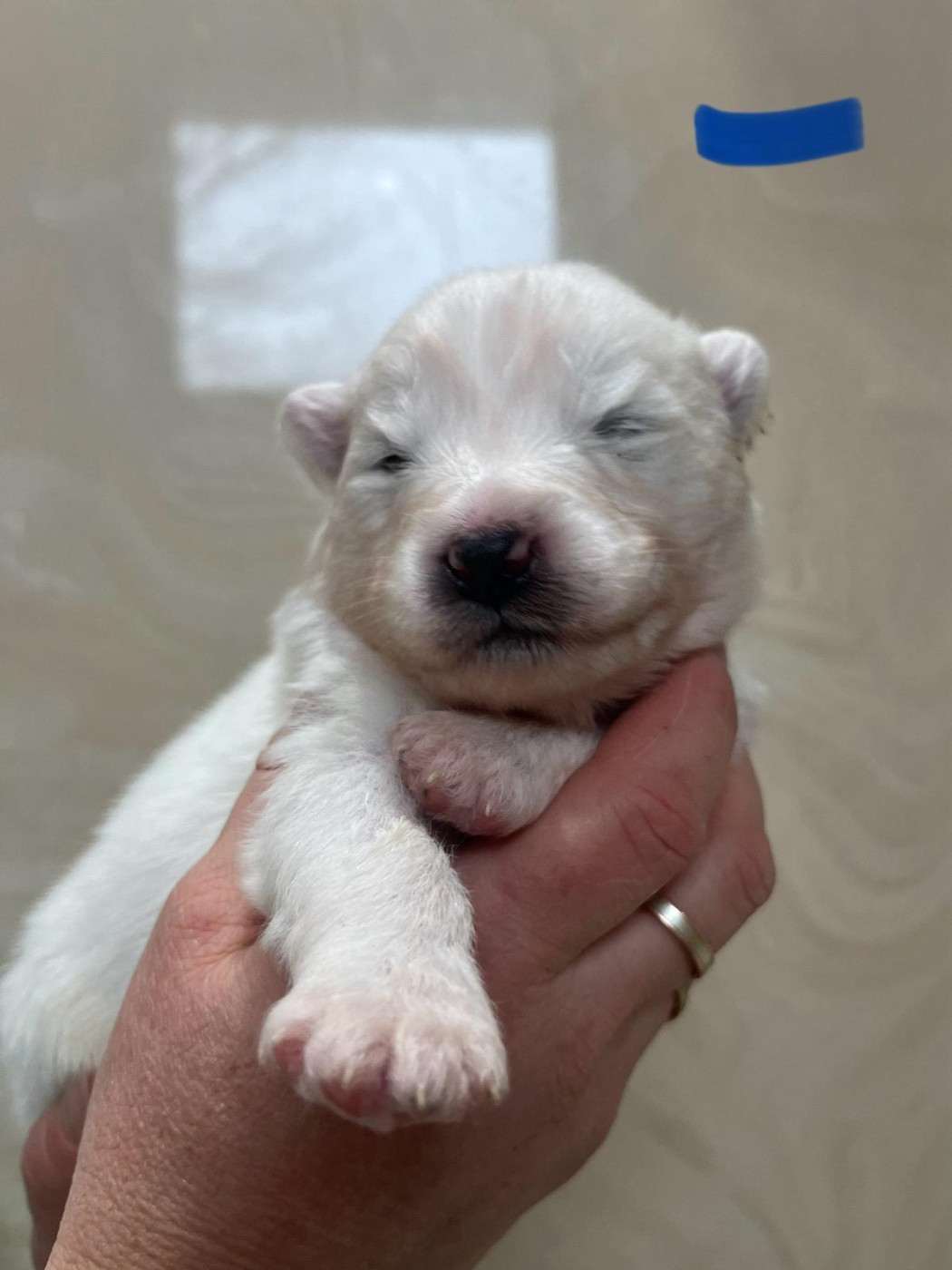 De La Forêt Des Rêves - Chiots disponibles - Samoyède