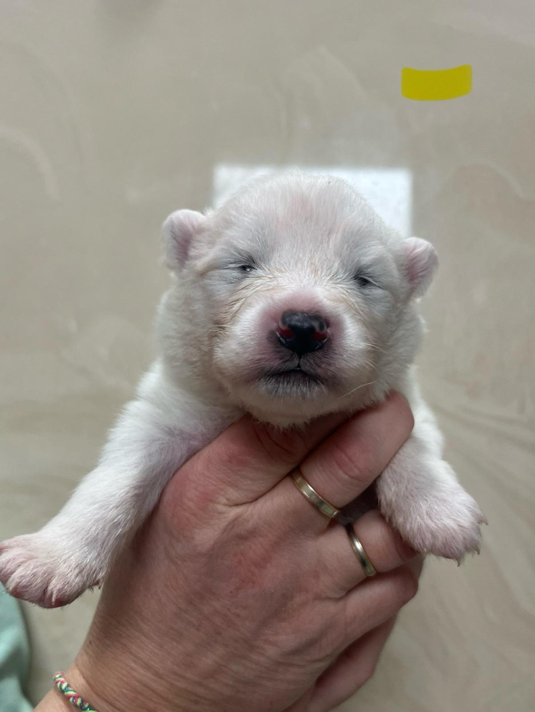 De La Forêt Des Rêves - Chiots disponibles - Samoyède