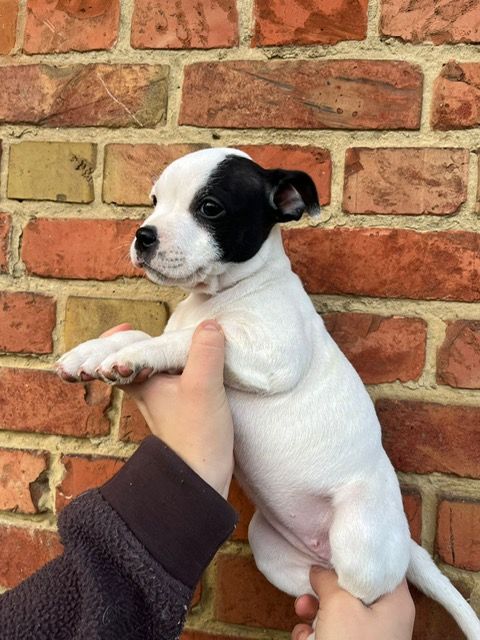 De La Forêt Des Rêves - Chiots disponibles - Staffordshire Bull Terrier