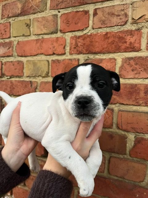 De La Forêt Des Rêves - Chiots disponibles - Staffordshire Bull Terrier