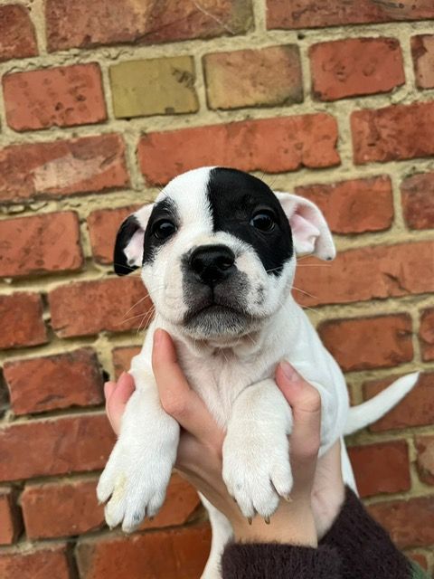 De La Forêt Des Rêves - Chiots disponibles - Staffordshire Bull Terrier