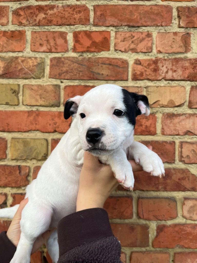 De La Forêt Des Rêves - Chiots disponibles - Staffordshire Bull Terrier