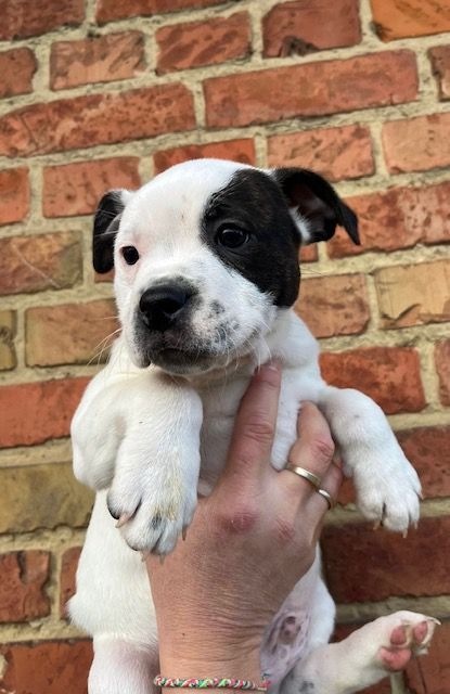 De La Forêt Des Rêves - Chiots disponibles - Staffordshire Bull Terrier